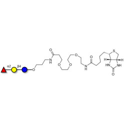 Blood group H antigen triose type 6 / 2’-Fucosyllactose (2'-FL) linked to biotin (Linker-BT C)