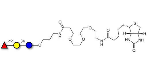 Blood group H antigen triose type 6 / 2’-Fucosyllactose (2'-FL) linked to biotin (Linker-BT C)