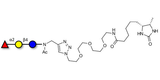 Blood group H antigen triose type 6 / 2’-Fucosyllactose (2'-FL) linked to desthiobiotin (Linker-DBT-A)