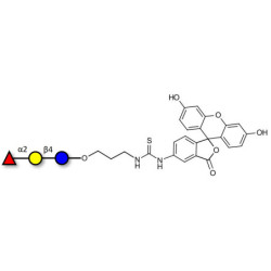 Blood group H antigen triose type 6 / 2’-Fucosyllactose (2'-FL) linked to fluorescein (Linker-FLUO A)