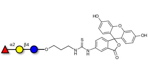 Blood group H antigen triose type 6 / 2’-Fucosyllactose (2'-FL) linked to fluorescein (Linker-FLUO A)