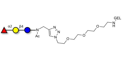 Blood group H antigen triose type 6 / 2’-Fucosyllactose (2'-FL) grafted on gel for affinity chromatography (Linker-GEL A)