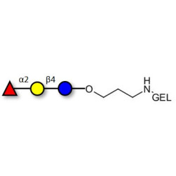 Blood group H antigen triose type 6 / 2’-Fucosyllactose (2'-FL) grafted on gel for affinity chromatography (Linker-GEL B)