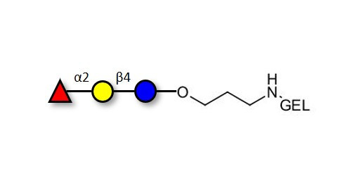 Blood group H antigen triose type 6 / 2’-Fucosyllactose (2'-FL) grafted on gel for affinity chromatography (Linker-GEL B)