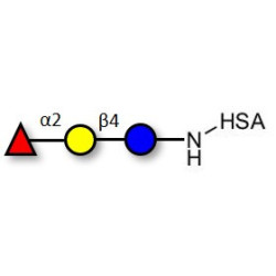 Blood group H antigen triose type 6 / 2’-Fucosyllactose (2'-FL) grafted on HSA