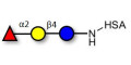 Blood group H antigen triose type 6 / 2’-Fucosyllactose (2'-FL) grafted on HSA