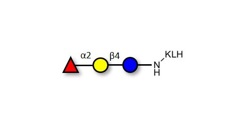 Blood group H antigen triose type 6 / 2’-Fucosyllactose (2'-FL) grafted on KLH