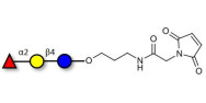 Blood group H antigen...