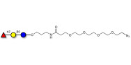 Blood group H antigen...