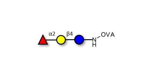 Blood group H antigen triose type 6 / 2’-Fucosyllactose (2'-FL) grafted on OVA