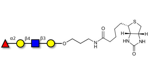 Blood group H antigen tetraose type 2 linked to biotin (Linker-BT B)