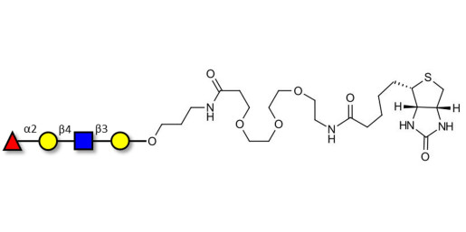 Blood group H antigen tetraose type 2 linked to biotin (Linker-BT C)