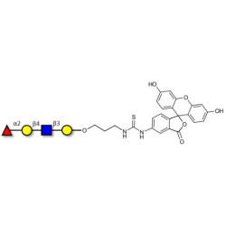 Blood group H antigen tetraose type 2 linked to fluorescein (Linker-FLUO A)