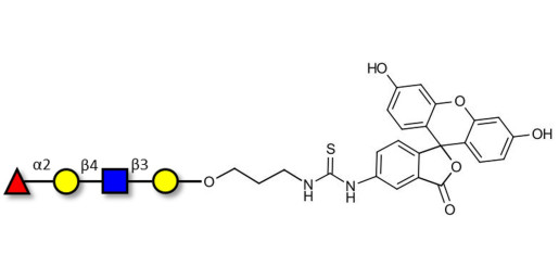 Blood group H antigen tetraose type 2 linked to fluorescein (Linker-FLUO A)
