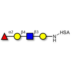Blood group H antigen tetraose type 2 grafted on HSA