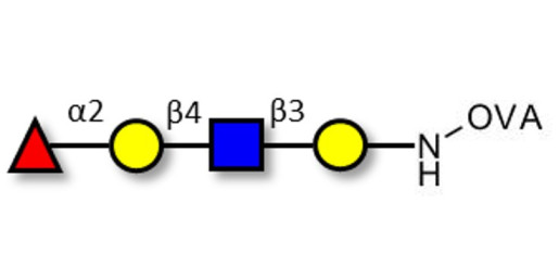 Blood group H antigen tetraose type 2 grafted on OVA
