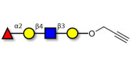 Blood group H antigen...
