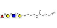 Blood group H antigen...