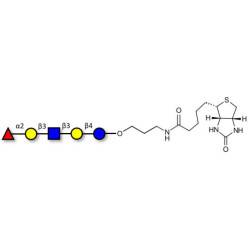 Lacto-N-fucopentaose I (LNFP I) / Blood group H antigen pentaose type 1 linked to biotin (Linker-BT B)