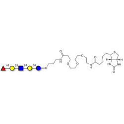 Lacto-N-fucopentaose I (LNFP I) / Blood group H antigen pentaose type 1 linked to biotin (Linker-BT C)