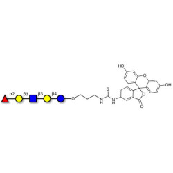 Lacto-N-fucopentaose I (LNFP I) / Blood group H antigen pentaose type 1 linked to fluorescein (Linker-FLUO A)