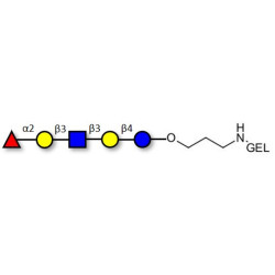 Lacto-N-fucopentaose I (LNFP I) / Blood group H antigen pentaose type 1 grafted on gel for affinity chromatography (Linker-GEL B)