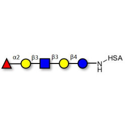 Lacto-N-fucopentaose I (LNFP I) / Blood group H antigen pentaose type 1 grafted on HSA