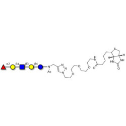 Blood group H antigen pentaose type 2 / Lacto-N-neofucopentaose I (LnNFP I) linked to biotin (Linker-BT A)