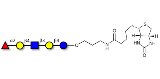 Blood group H antigen pentaose type 2 / Lacto-N-neofucopentaose I (LnNFP I) linked to biotin (Linker-BT B)