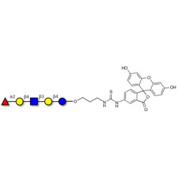 Blood group H antigen pentaose type 2 / Lacto-N-neofucopentaose I (LnNFP I) linked to fluorescein (Linker-FLUO A)