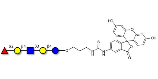 Blood group H antigen pentaose type 2 / Lacto-N-neofucopentaose I (LnNFP I) linked to fluorescein (Linker-FLUO A)