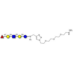 Blood group H antigen pentaose type 2 / Lacto-N-neofucopentaose I (LnNFP I) grafted on gel for affinity chromatography (Linker-GEL A)