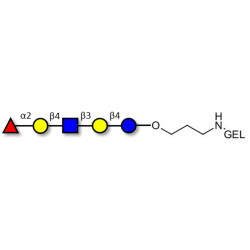 Blood group H antigen pentaose type 2 / Lacto-N-neofucopentaose I (LnNFP I) grafted on gel for affinity chromatography (Linker-GEL B)