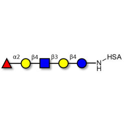 Blood group H antigen pentaose type 2 / Lacto-N-neofucopentaose I (LnNFP I) grafted on HSA
