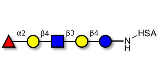 Blood group H antigen pentaose type 2 / Lacto-N-neofucopentaose I (LnNFP I) grafted on HSA