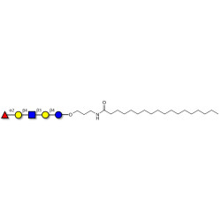 Blood group H antigen pentaose type 2 / Lacto-N-neofucopentaose I (LnNFP I) with stearic chain (Linker-STEA A)
