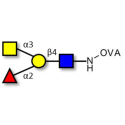 Blood group A antigen tetraose type 2 grafted on OVA