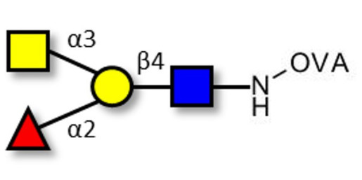 Blood group A antigen tetraose type 2 grafted on OVA