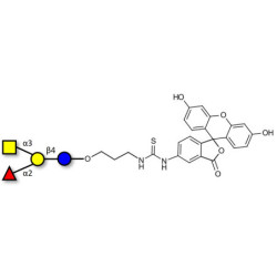 Blood group A antigen tetraose type 6 linked to fluorescein (Linker-FLUO A)