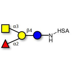 Blood group A antigen tetraose type 6 grafted on HSA