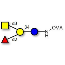 Blood group A antigen tetraose type 6 grafted on OVA