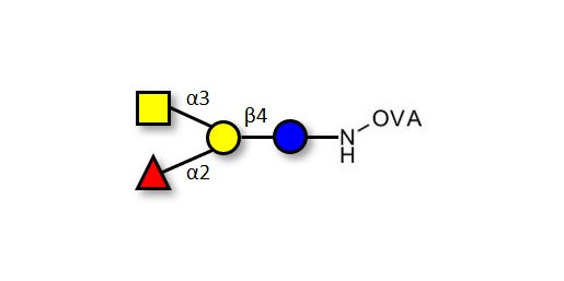 Blood group A antigen tetraose type 6 grafted on OVA