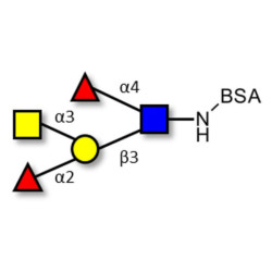 Blood group A Lewis b antigen pentaose type 1 grafted on BSA