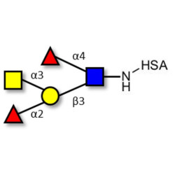 Blood group A Lewis b antigen pentaose type 1 grafted on HSA