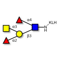 Blood group A Lewis b antigen pentaose type 1 grafted on KLH