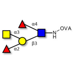 Blood group A Lewis b antigen pentaose type 1 grafted on OVA
