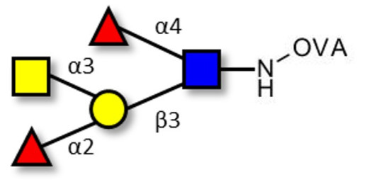 Blood group A Lewis b antigen pentaose type 1 grafted on OVA