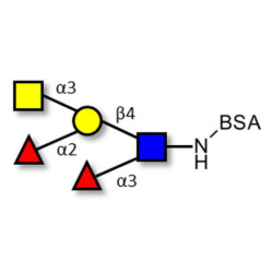 Blood group A Lewis y antigen pentaose type 2 grafted on BSA
