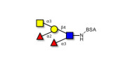 Blood group A Lewis y...