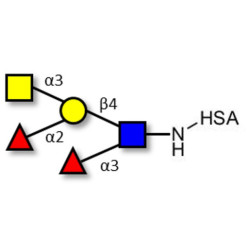 Blood group A Lewis y antigen pentaose type 2 grafted on HSA